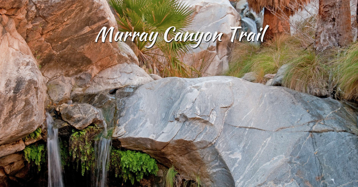 Murray Canyon Trail: 2025 Must-See Hike & Stay Guide